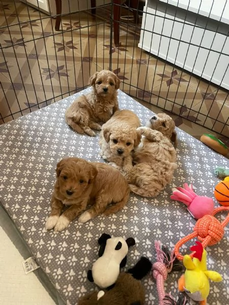 Maltipoo  | Foto 3