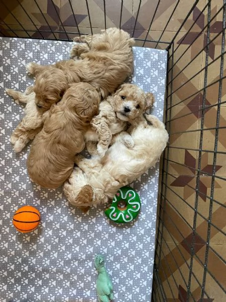 Maltipoo  | Foto 1