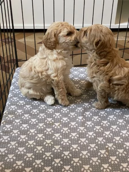 Maltipoo  | Foto 0