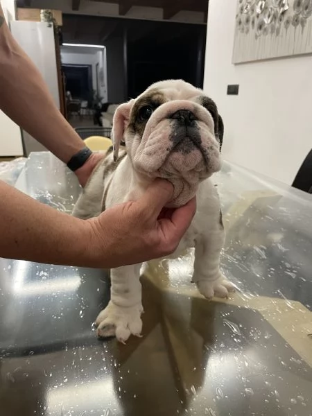 Bulldog inglese