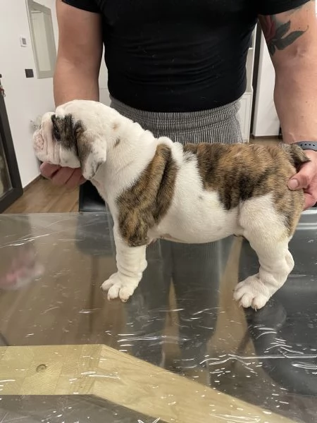Bulldog inglese | Foto 2