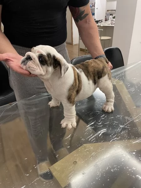 Bulldog inglese | Foto 0