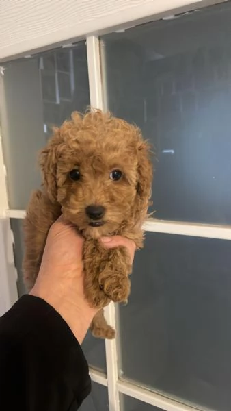 Regala i nostri cuccioli di Barboncino maschio e femmina | Foto 1