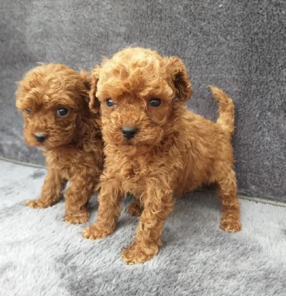 Regala i nostri cuccioli di Barboncino maschio e femmina