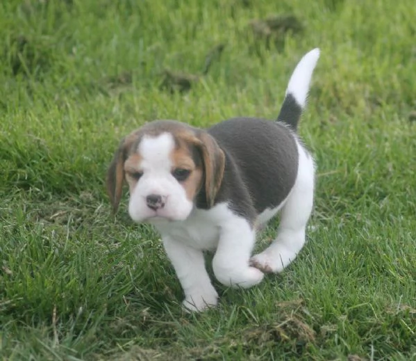 Regaliamo i nostri cuccioli di beagle maschi e femmine | Foto 4