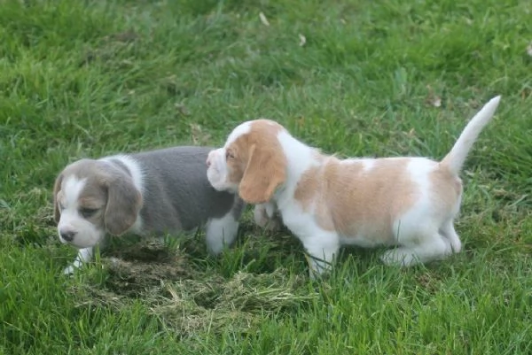 Regaliamo i nostri cuccioli di beagle maschi e femmine