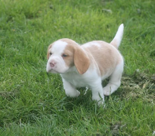 Regaliamo i nostri cuccioli di beagle maschi e femmine | Foto 3