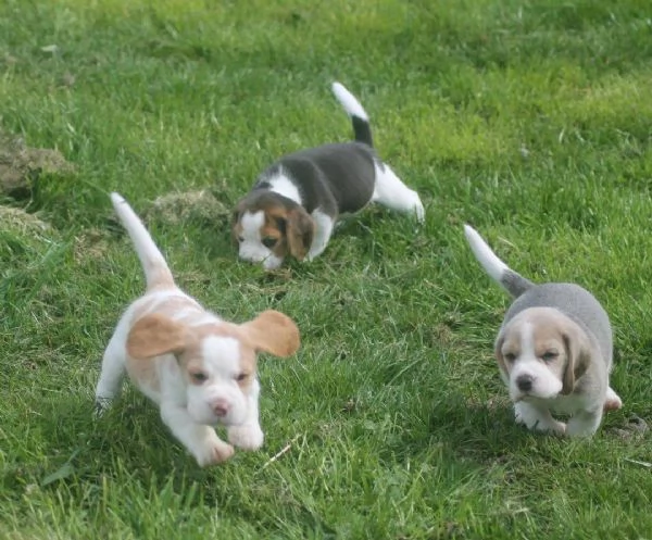 Regaliamo i nostri cuccioli di beagle maschi e femmine | Foto 1