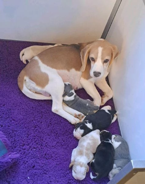 Regaliamo i nostri cuccioli di beagle maschi e femmine | Foto 0