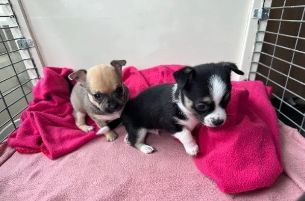 Regala i nostri cuccioli di Bassotto maschio e femmina