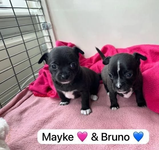 Regala i nostri cuccioli di Bassotto maschio e femmina | Foto 2