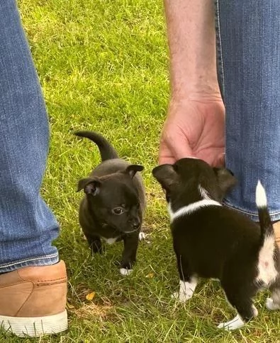Regala i nostri cuccioli di Bassotto maschio e femmina | Foto 1