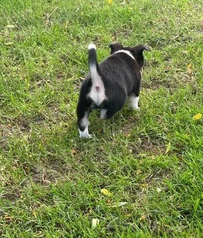 Regala i nostri cuccioli di Bassotto maschio e femmina | Foto 0