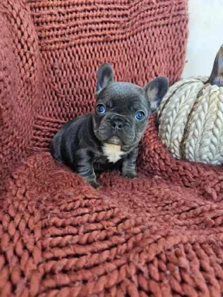Regaliamo i nostri cuccioli di bulldog francese maschio e femmina