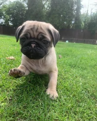 Regaliamo i nostri cuccioli di carlino maschi e femmine | Foto 2