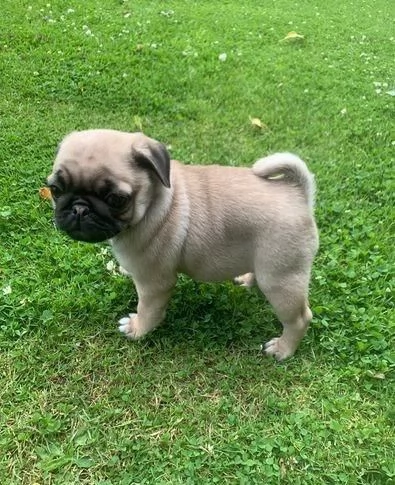 Regaliamo i nostri cuccioli di carlino maschi e femmine | Foto 1