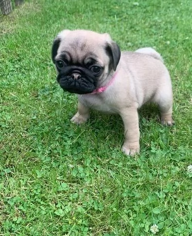 Regaliamo i nostri cuccioli di carlino maschi e femmine | Foto 0