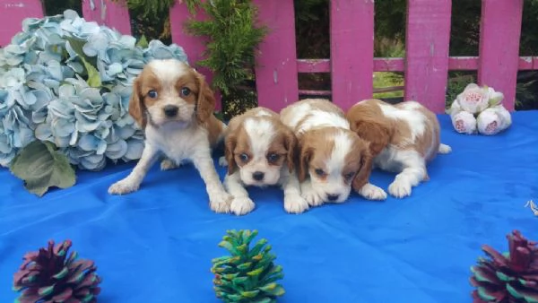 Regaliamo i nostri cuccioli di Cavalier King maschio e femmina
