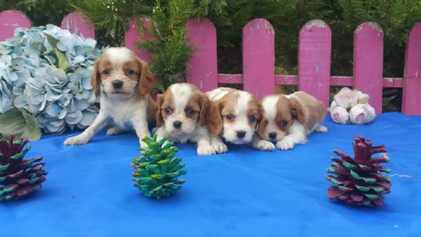Regaliamo i nostri cuccioli di Cavalier King maschio e femmina | Foto 2