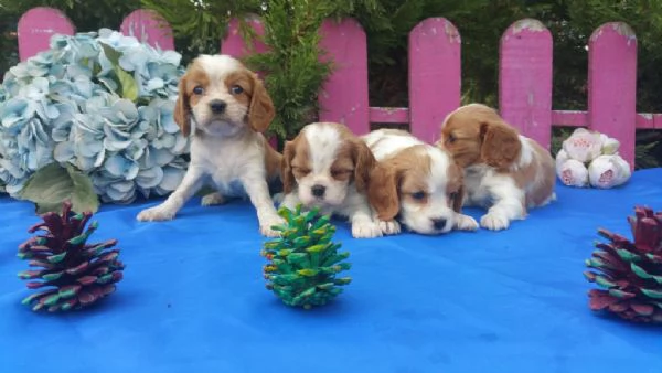 Regaliamo i nostri cuccioli di Cavalier King maschio e femmina | Foto 1