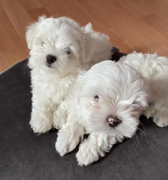 Regaliamo i nostri cuccioli di maltese maschi e femmine | Foto 2