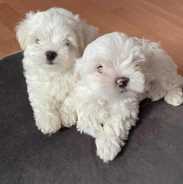 Regaliamo i nostri cuccioli di maltese maschi e femmine | Foto 1