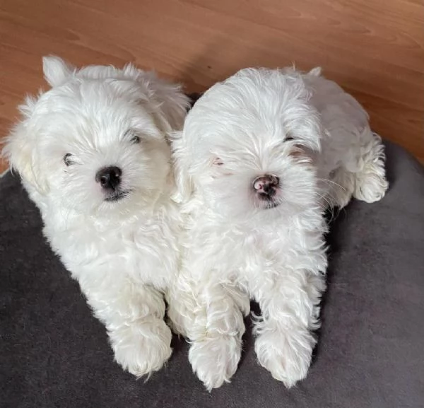 Regaliamo i nostri cuccioli di maltese maschi e femmine | Foto 0
