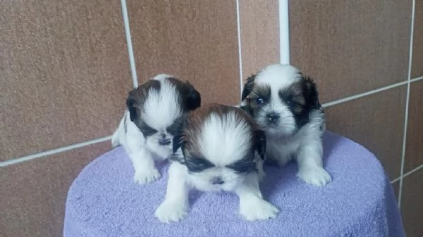 Regaliamo i nostri cuccioli di Shitzu maschi e femmine