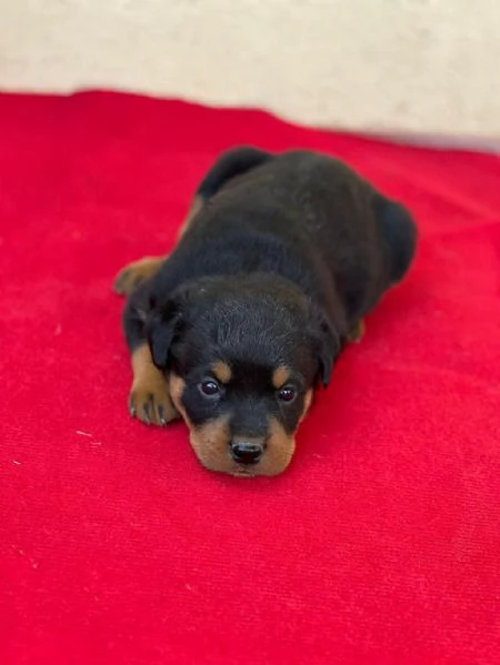 Regaliamo i nostri cuccioli di Rottweiler maschi e femmine | Foto 2