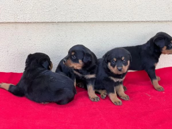 Regaliamo i nostri cuccioli di Rottweiler maschi e femmine | Foto 1