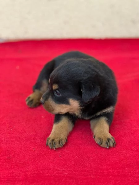 Regaliamo i nostri cuccioli di Rottweiler maschi e femmine | Foto 0