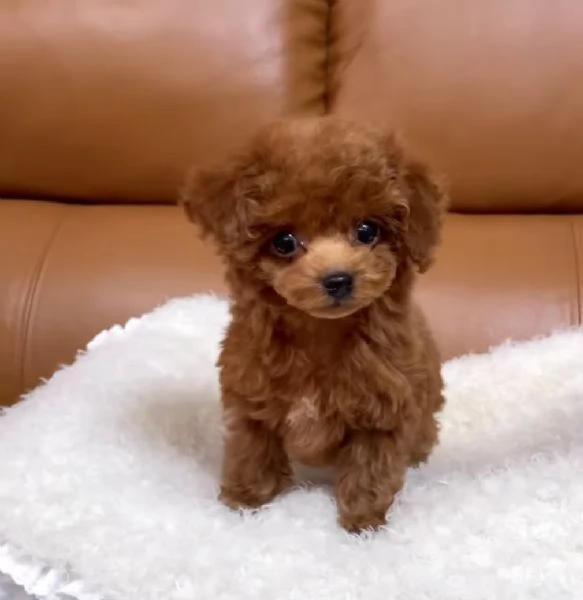 Cuccioli di barboncino toy disponibili