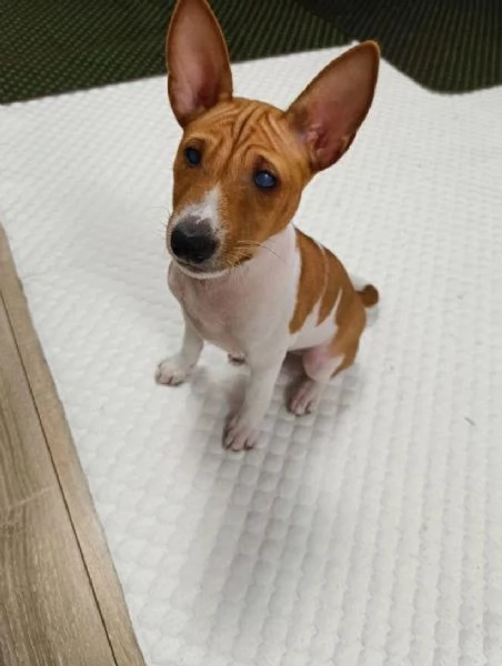 Regalo basenji | Foto 0