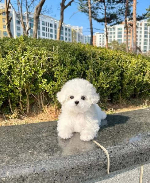 Bichon bianca  | Foto 0