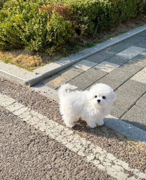 Bichon bianca 