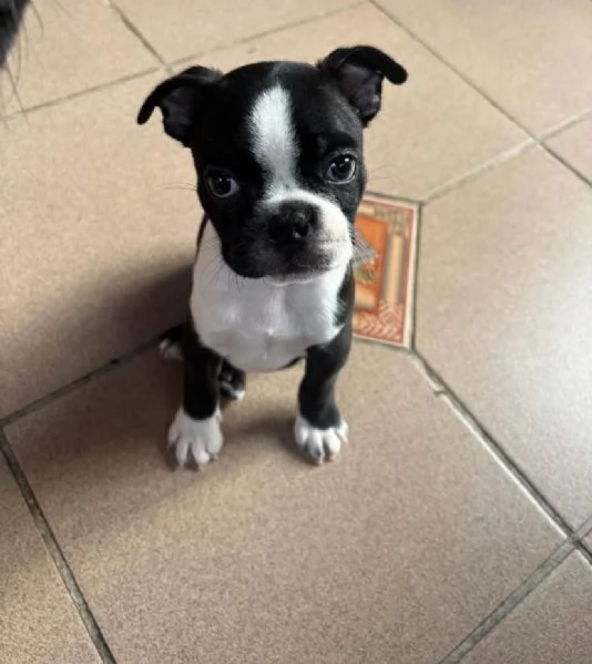 Boston terrier disponibili maschio e femmina