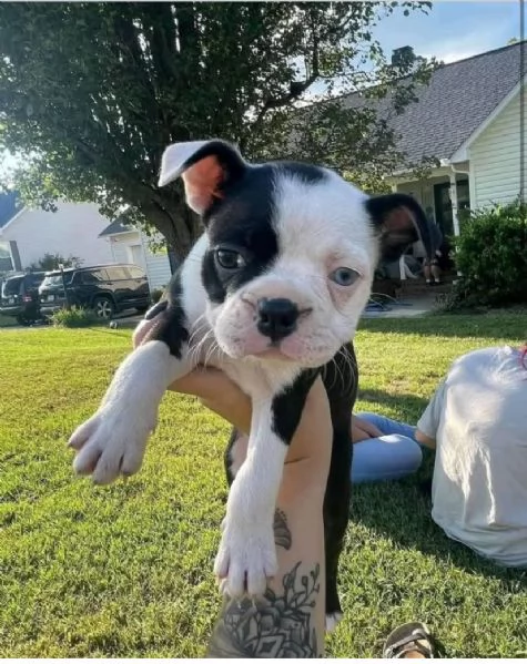 Boston terrier disponibili maschio e femmina | Foto 0