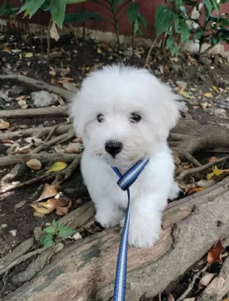 CONTON DE TULEAR MASCHIO E FEMMINA | Foto 0