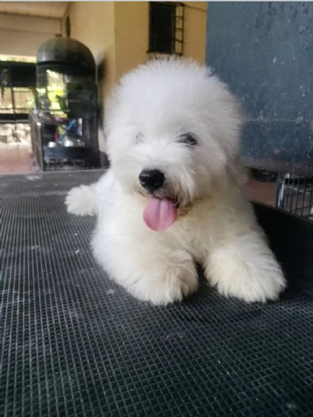 CONTON DE TULEAR MASCHIO E FEMMINA