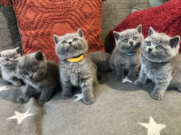 Bellissimi gattini British Shorthair 
