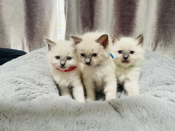 Gattini Ragdoll