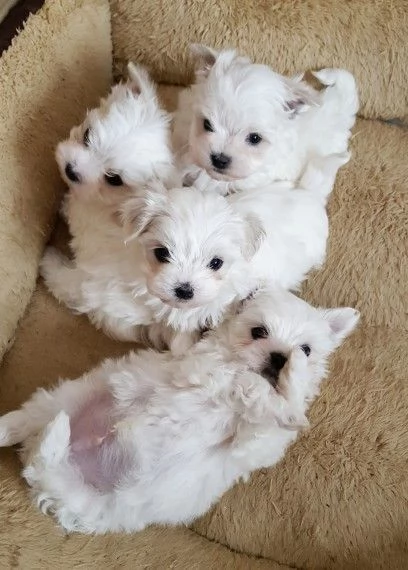 Maltese 2 femmine e 2 maschietti | Foto 0