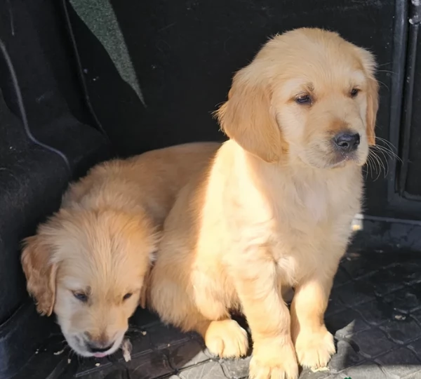 Adozione Golden retriever piccolo