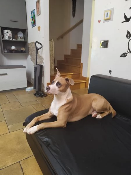 Cane di 9 mesi in regalo  | Foto 0