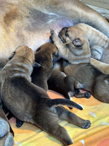 Mastino Sudafricano  Cuccioli di Boerboel | Foto 6