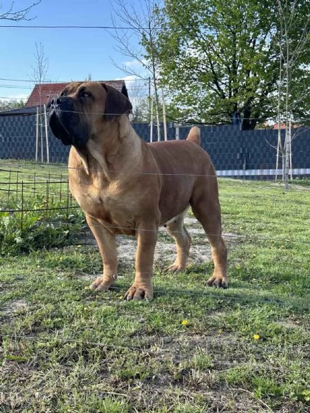 Mastino Sudafricano  Cuccioli di Boerboel | Foto 5