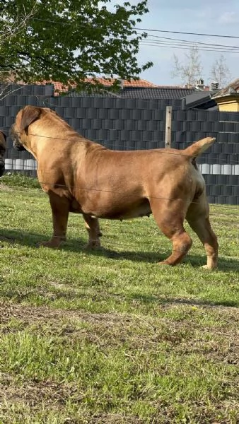 Mastino Sudafricano  Cuccioli di Boerboel | Foto 4