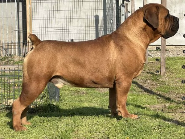 Mastino Sudafricano  Cuccioli di Boerboel | Foto 3