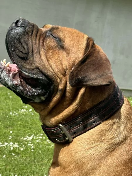 Mastino Sudafricano  Cuccioli di Boerboel | Foto 2