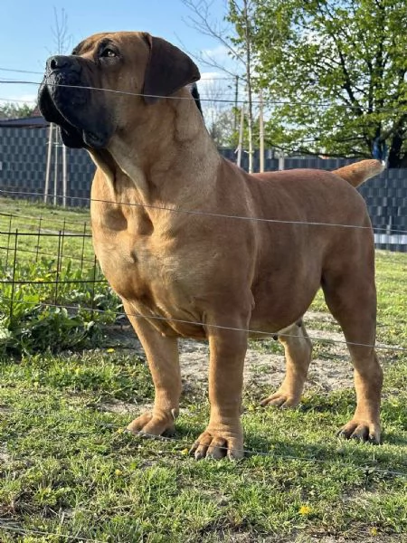 Mastino Sudafricano  Cuccioli di Boerboel